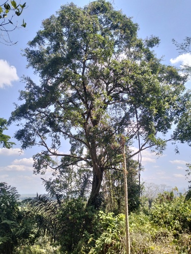 Ficus subcordata observed 2026-09-06