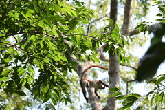 Cercopithecus ascanius schmidti