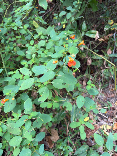 common jewelweed