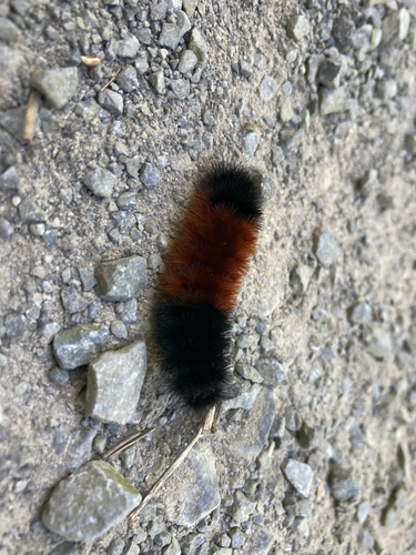 Isabella Tiger Moth