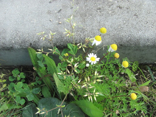 Cerastium glomeratum, photograph 2