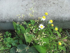 Cerastium glomeratum, photograph (c) zebedeugalinha, some rights reserved (CC BY)