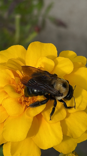 Eastern Carpenter Bee