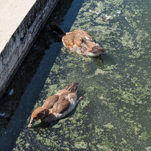 Egyptian Goose
