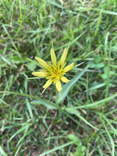 Yellow Salsify