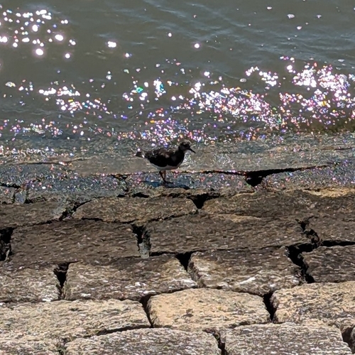 Ruddy Turnstone