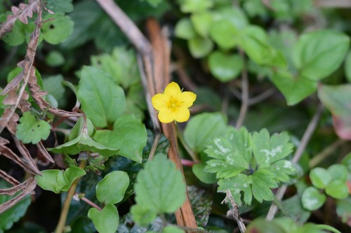 Lysimachia nemorum