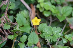 Lysimachia nemorum