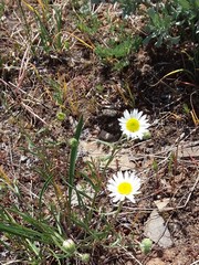 Erigeron concinnus