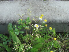Cerastium glomeratum, photograph (c) zebedeugalinha, some rights reserved (CC BY)