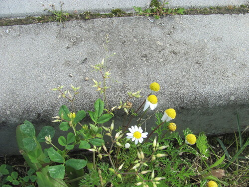 Cerastium glomeratum