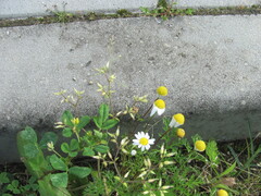 Cerastium glomeratum