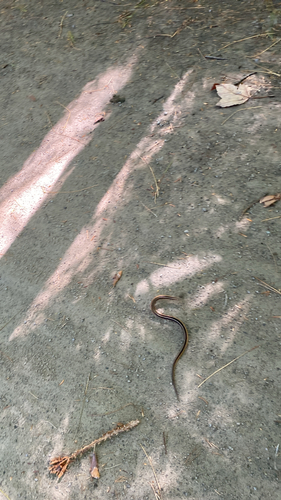 Common Garter Snake