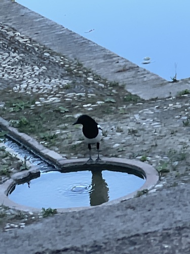 Iberian common magpie