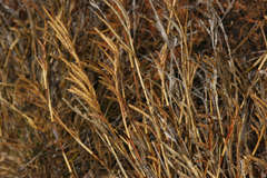 Eragrostis dielsii