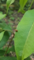 Epopterus