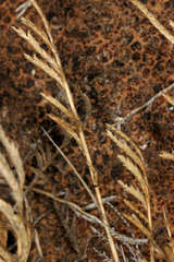 Eragrostis dielsii
