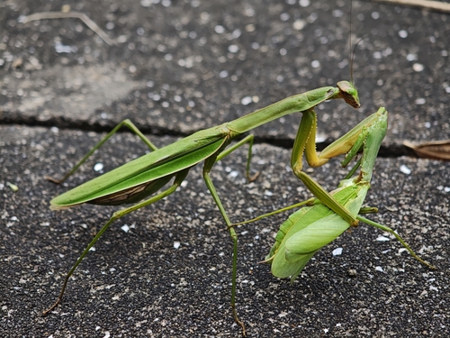 Chinese Mantis