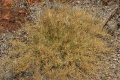Eragrostis dielsii