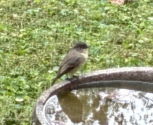 Eastern Phoebe
