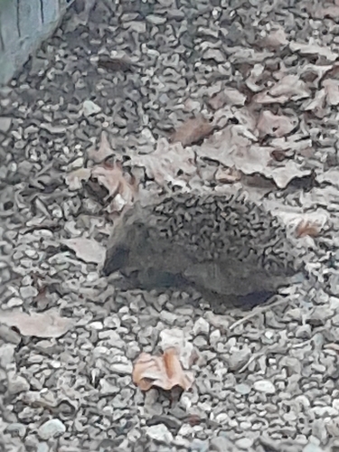 Common Hedgehog