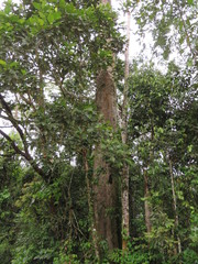 Cedrelinga cateniformis