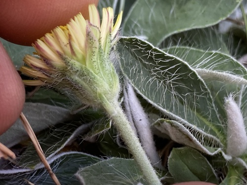 Pilosella officinarum, photograph 2