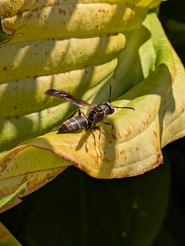 Northern Paper Wasp