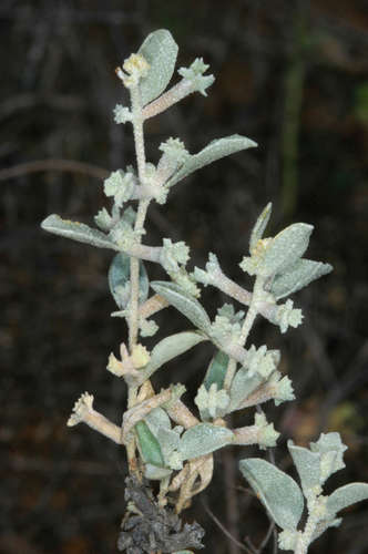 Atriplex limbata (Atriplex limbata)