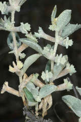 Atriplex limbata