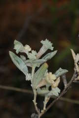 Atriplex limbata