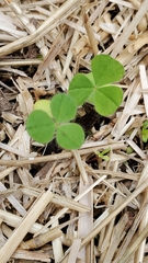 Trifolium incarnatum