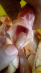 Cymothoa exigua