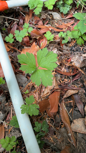 Creeping buttercup