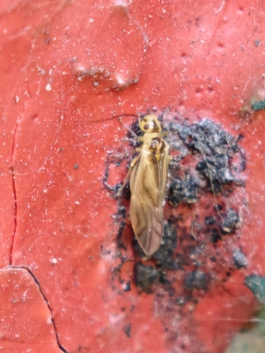 yellow barklouse