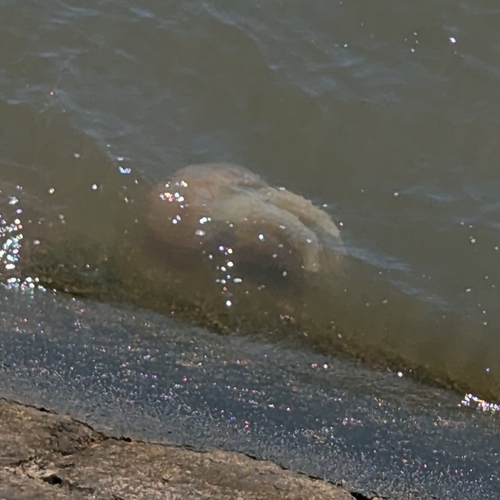 Jelly Blubber