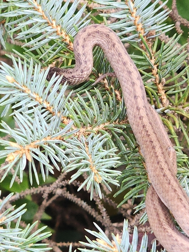 DeKay's Brownsnake