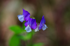 Lathyrus laxiflorus