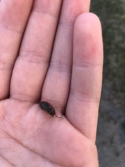 Porcellio spinicornis