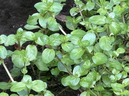 Veronica beccabunga