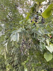 Styphnolobium affine