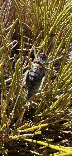 Andalusian Saddle Bush-cricket
