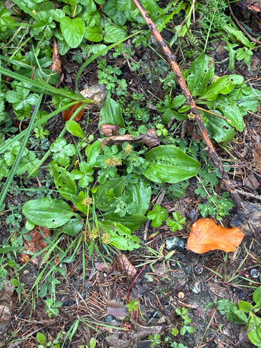 greater plantain