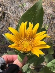 Wyethia helenioides