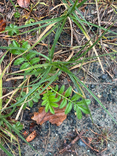 common silverweed