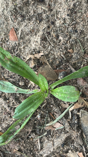 ribwort plantain