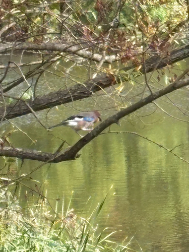 Eurasian Jay