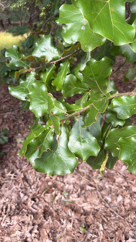 blackjack oak