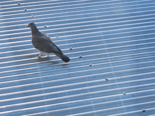 Common Wood-Pigeon