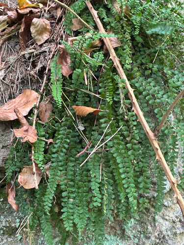 maidenhair spleenwort